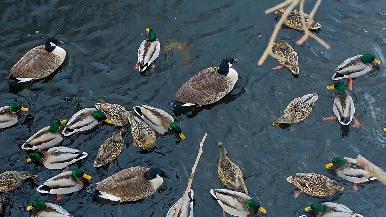 Birdwatching: Ducks, Canadian Geese, and Swans by the Riverbank (Relaxing Music) @swageduk986