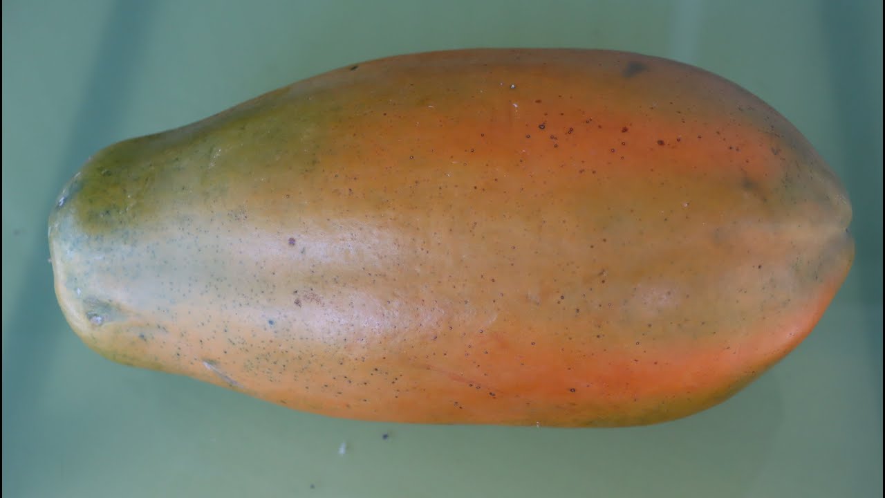 How to protect papaya fruit in winter from cold burn. YouTube