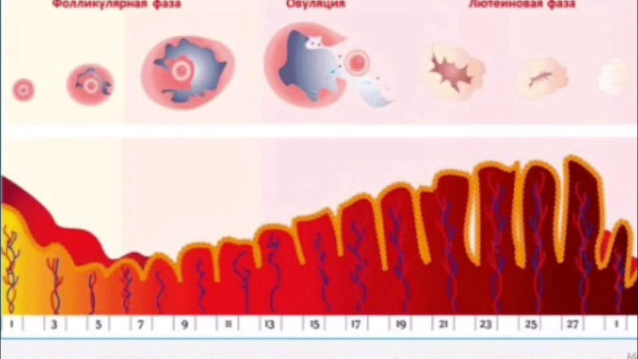 Эндометрий схема. Пролиферация фаза менструационного цикла гистология. Маточный цикл менструационного цикла. Фазы маточного менструационного цикла. Фазы матки в менструационного цикла.