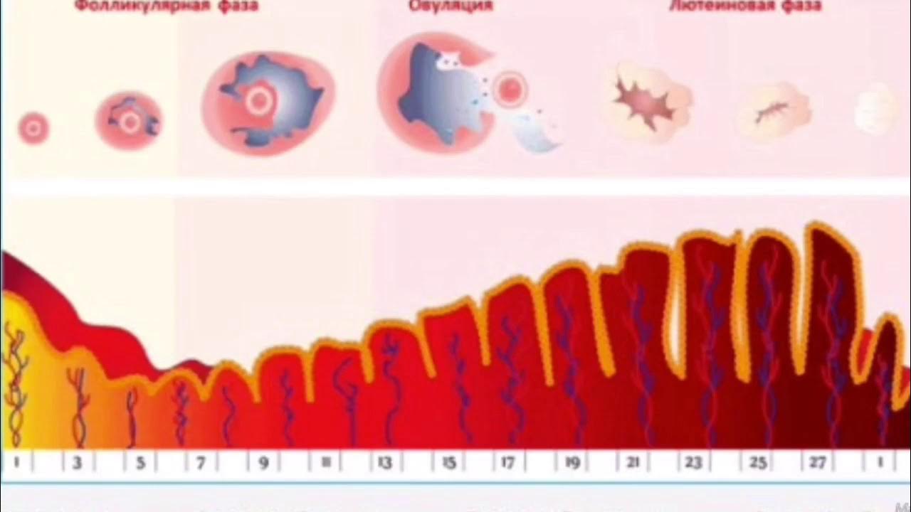 Какая матка после овуляции. Пролиферация фаза менструационного цикла гистология. Маточный цикл менструационного цикла. Фазы маточного менструационного цикла. Фазы матки в менструационного цикла.