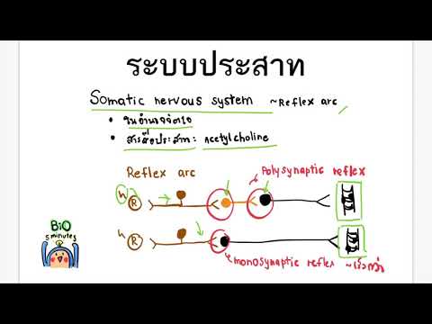 15 Somatic nervous system