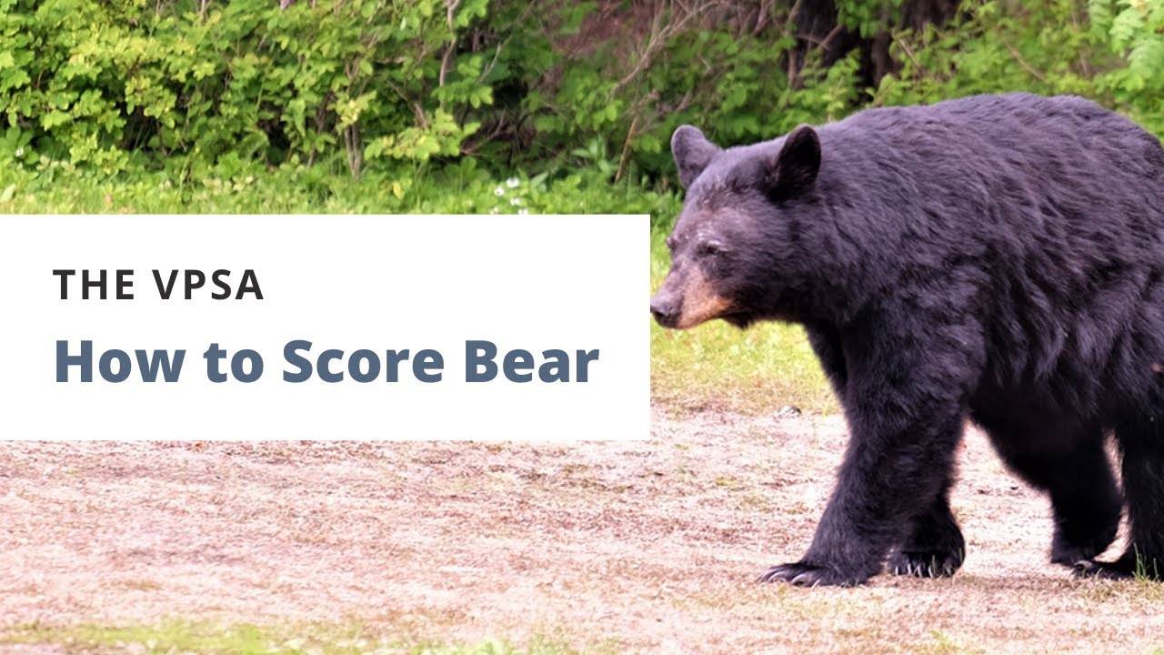 How to Score Bear Virginia Big Game Contest YouTube