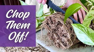 Root Pruning: The Houseplant Hack You Shouldn
