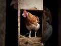 “Inside a Hen’s Life 🐔 | Cinematic Farm POV”