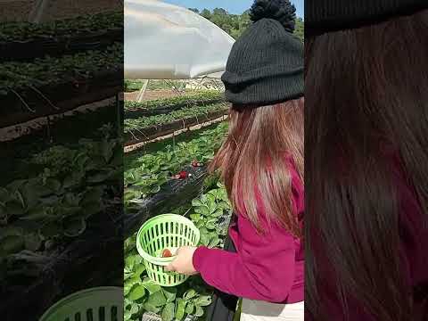 Tara Puntang Baguio mamitas tayo ng Strawberry 🍓@eyayvlog8995