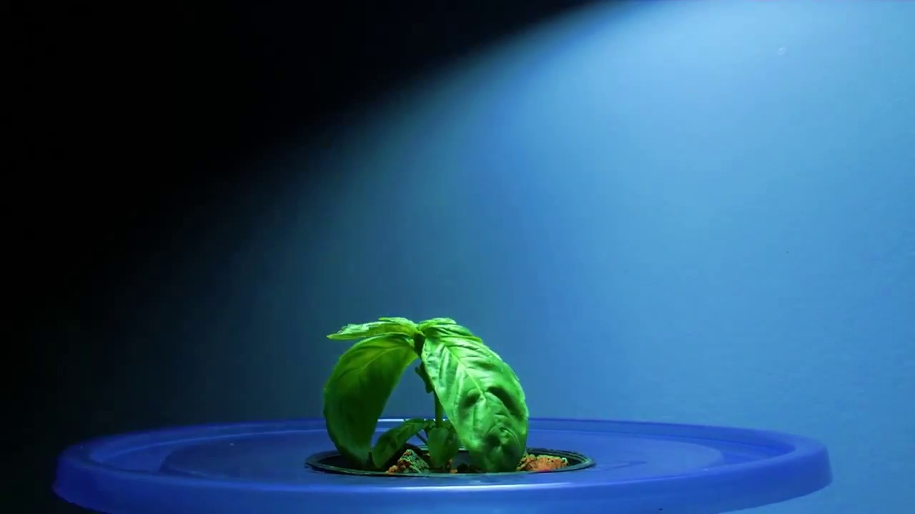 TIMELAPSE 9W LED bulb grow experiment