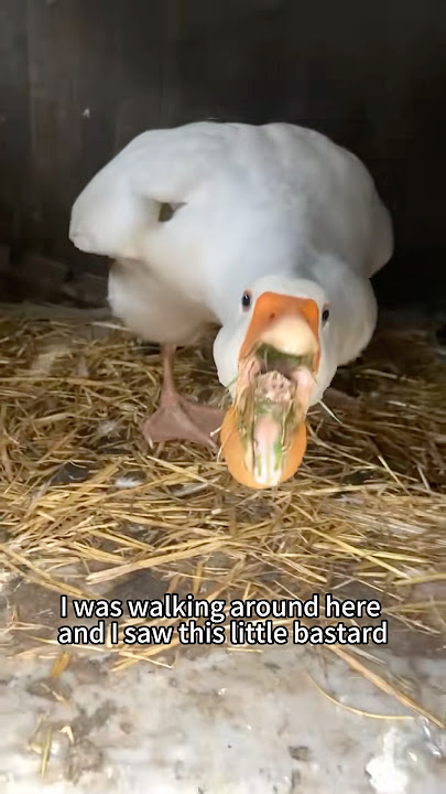 Funny goose 🪿🪿#fyp #tiktok #usa #goose #animals #funnyanimals #core