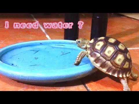 วีดีโอ: เต่าต้องการน้ำไหม