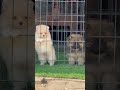 #puppies #puppy #dogsofinstagram #dogs #puppiesofinstagram #dog #puppylove #dogstagram #doglover