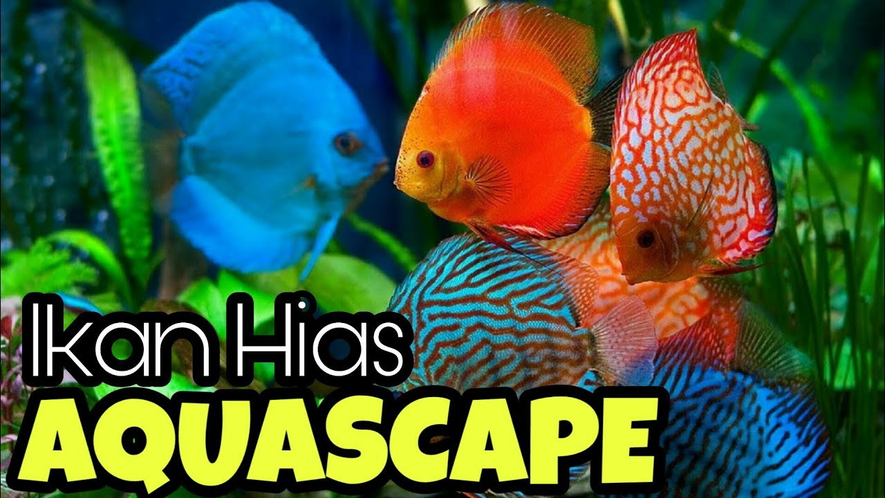 Jenis Ikan Hias Air  Tawar Terindah Untuk  Aquascape  YouTube