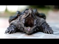 15 صورة مـ ـرعبه من الطبيعه يقشعر لها اصحاب القلوب الضعيفه 15 صورة مـ ـرعبه من الطبيعه يقشعر لها اصحاب القلوب الضعيفه