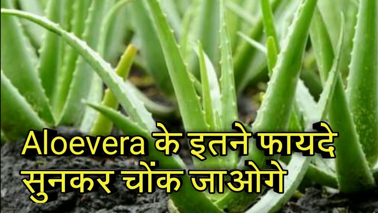 Aloe vera ke fayde YouTube