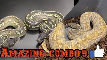 Black Head & Chocolate Combo