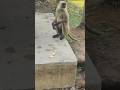 monkey 🥹happiness #foryou #motivation #animals #youtubeshorts #humanity #monkey #help #reels #shorts