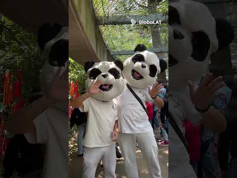 Video Xin Xin, la panda más querida de México, celebra su cumpleaños 36