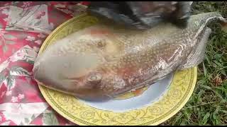 resep membuat panggang ikan jebung bumbuu 🥰