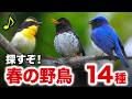 まるで自然の宝石!森の公園で見つけた小鳥たち