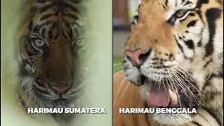 Ini Dia Perbedaan Harimau Sumatra dan Harimau Benggala | KING OF THE JUNGLE (16/7/22) P3