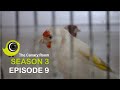 The Canary Room Season 3 Episode 9 - The Canary breeding season