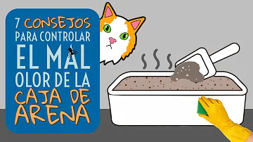 ¿Cómo puedo evitar que mi casa huela a gato?