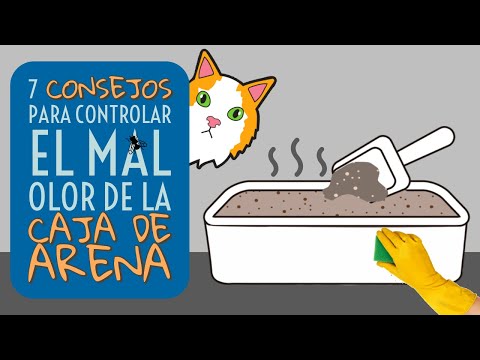 Video: 5 razones por las que tu gato puede estar perdiendo peso