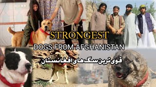 قوی ترین سگ های افغانستان | سگ های خطرناک Strongest dogs of Afghanistan | Dangerous Dogs