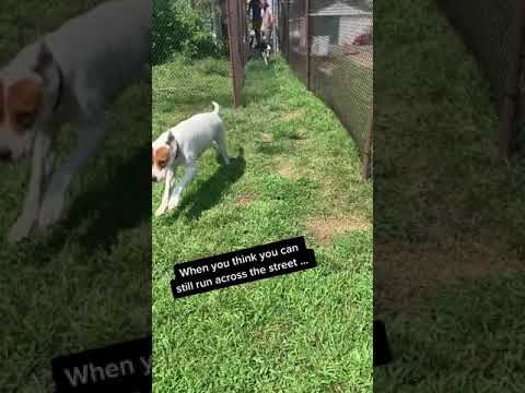 Funny dog testing out the new fence...