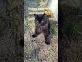 Котик хоче бути кроликом 🙃🥰 #прикол #життя #село #кролі #кіт #природа