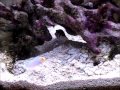 イジワルなイエローヘッドジョーフィッシュ