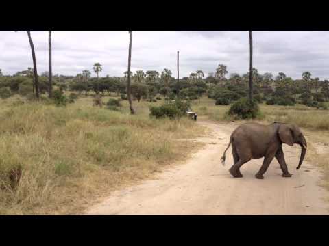 Elephant Love