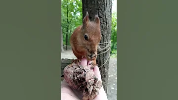 Незнакомая белка и шишка / An unfamiliar squirrel and a cone