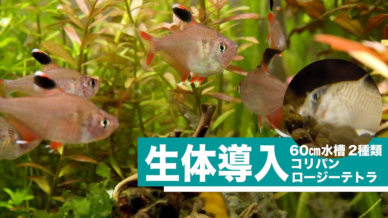 とっても綺麗 キュートなお魚導入 ロージーテトラと コリドラスパンダ アクアリウム Youtube