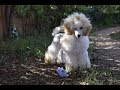 Caniche toy cachorro 🐩No disponible