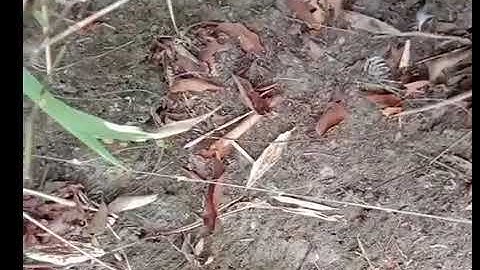 rob mug cuab tau 1 tug lau qaib lawm thiab