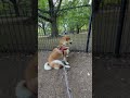 ドッグランとの付き合い方、基本はこんな感じ。 #andpremium #アンドプレミアム #柴犬