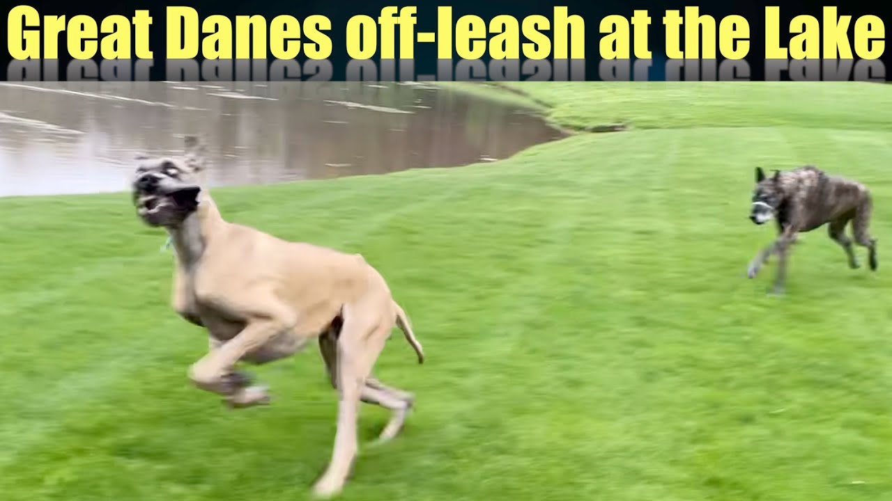 Great Danes offleash at the Lake YouTube