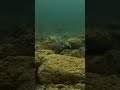 cuando el señuelo cobra vida , no hay pez que se resiste #pesca #señuelosdepesca