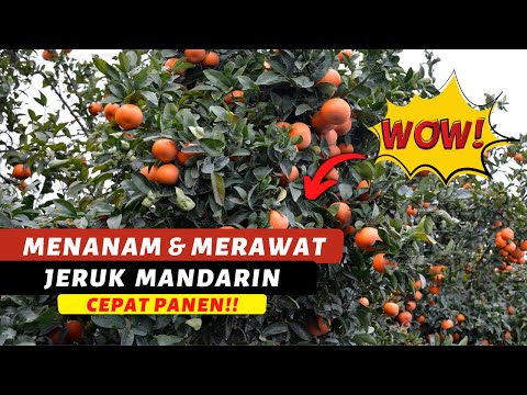 Video: Info Jeruk Mandarin - Tips Menanam Jeruk Mandarin