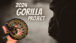 GORILLA Updates! All of our Secret Projects for this Year's Darkest Gene