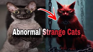 15 Abnormally Strange Cats That Actually Exist