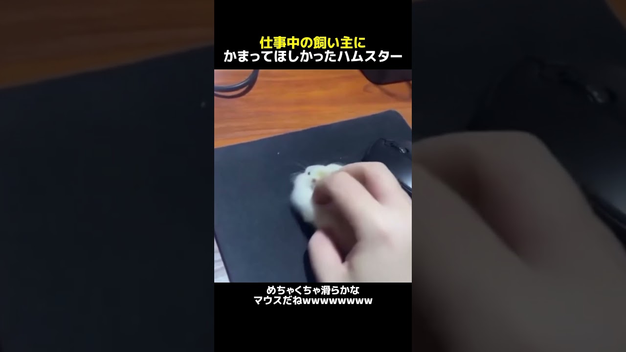 仕事中の飼い主にかまってほしかったハムスター