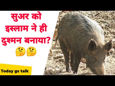 वीडियो: मेंहदी कटार पर तला हुआ सूअर का मांस
