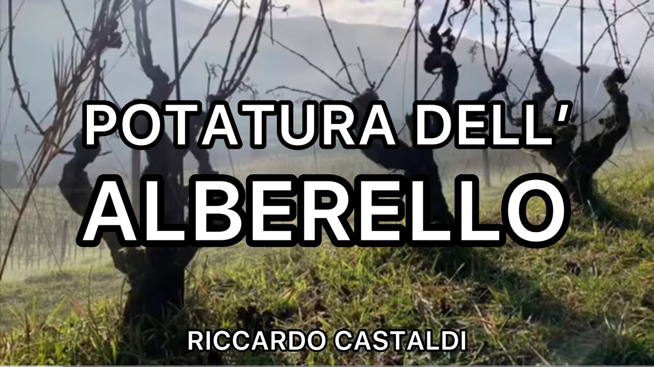 Vite. La potatura dell’alberello