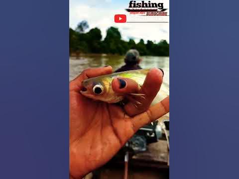 umpan jitu mancing ikan juaro atau patin sungai#shorts #viral