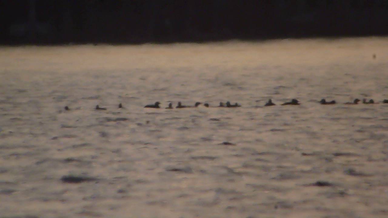 Scoters 