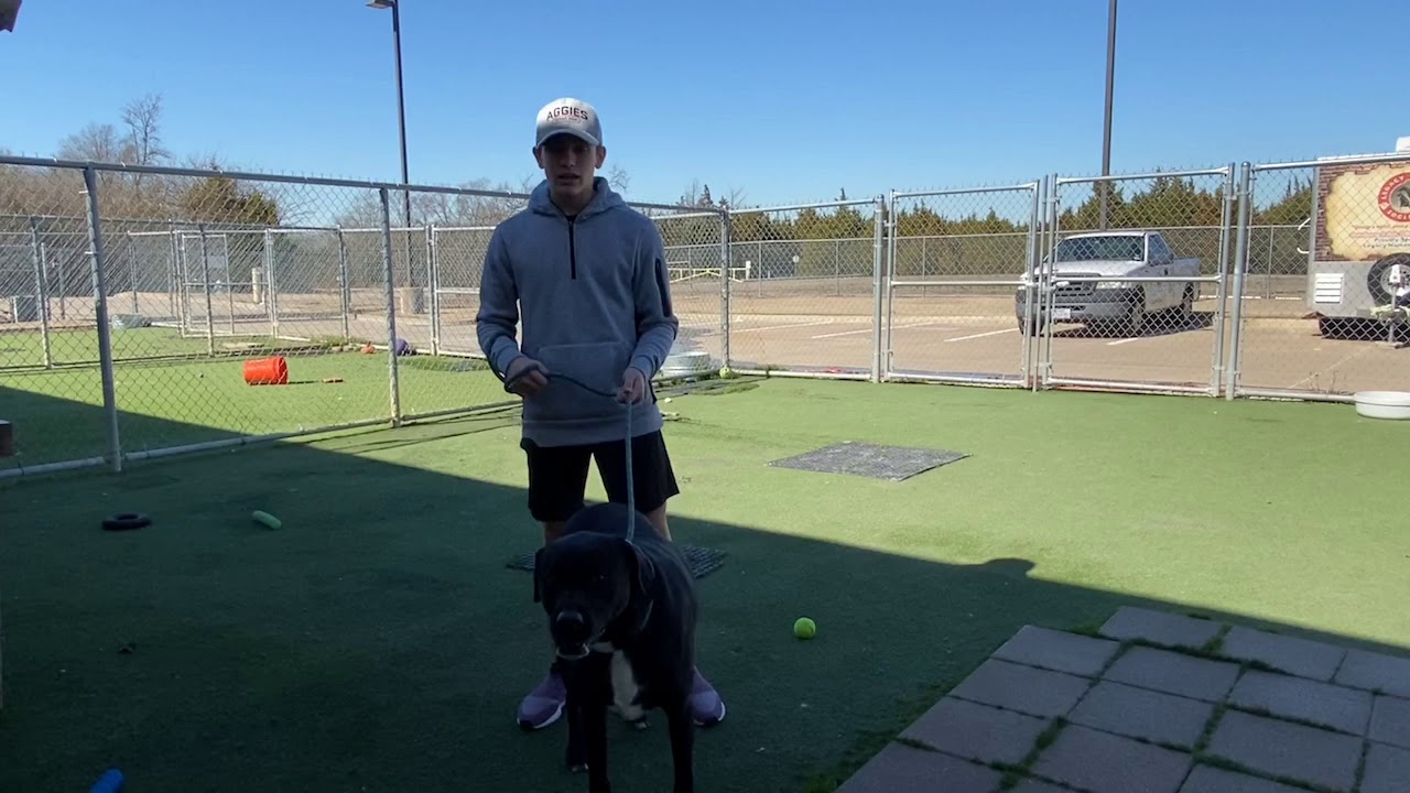 Meet Buddy at Rockwall Adoption