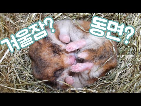 햄스터 겨울잠과 동면 thumbnail