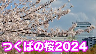 20240414　つくばの桜2024
