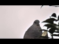 キジバトの鳴き声