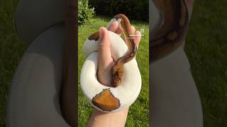 Maui - BlackHead Clown Pied Ball Python Wealth